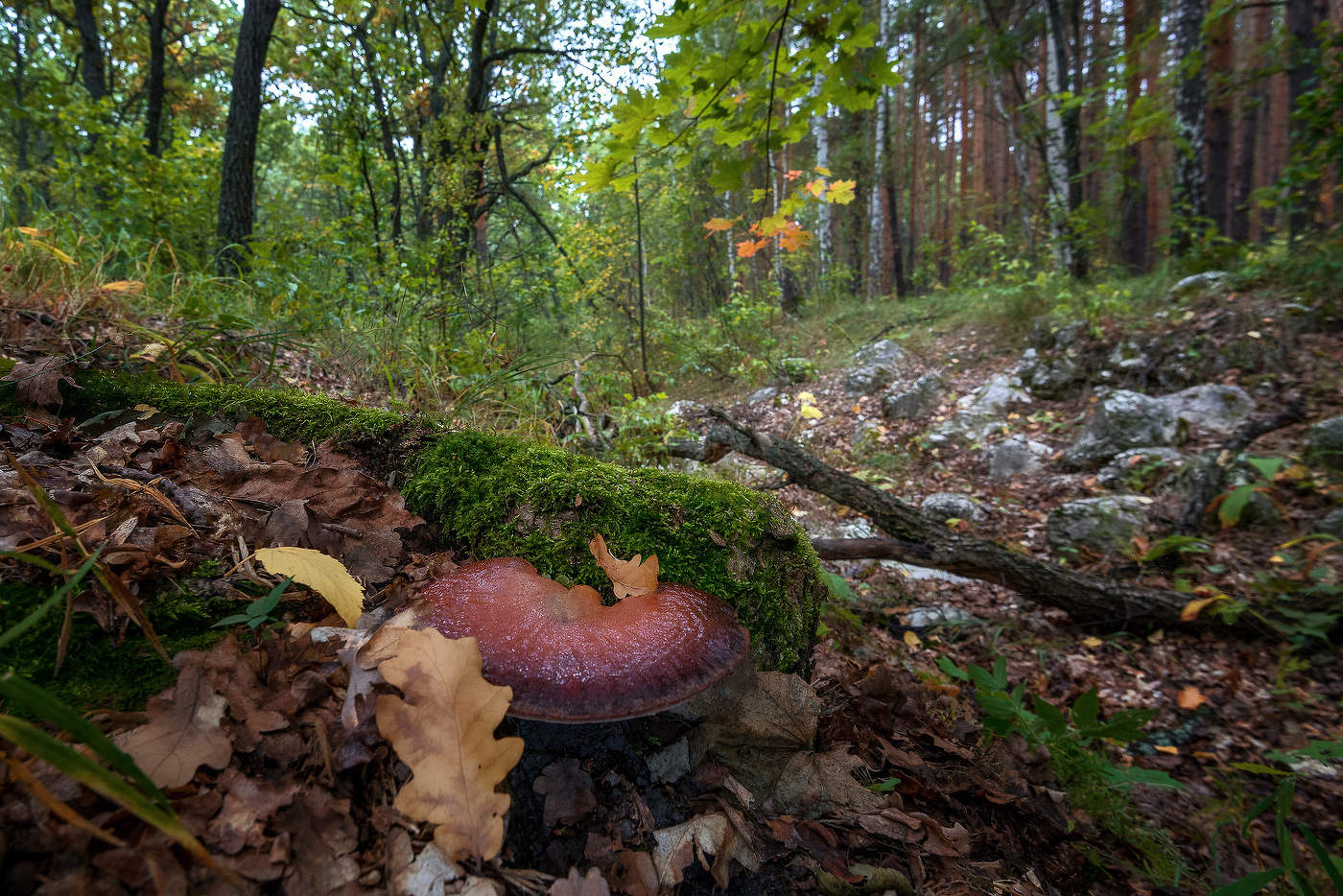Осенний лес...