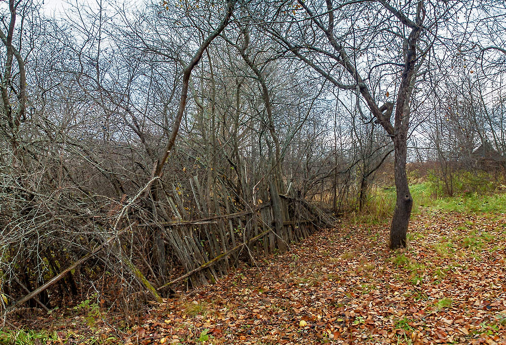 Вековой забор.
