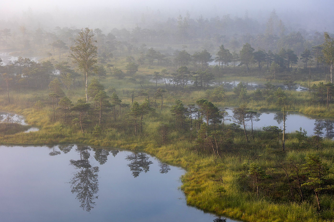 Среди карликов