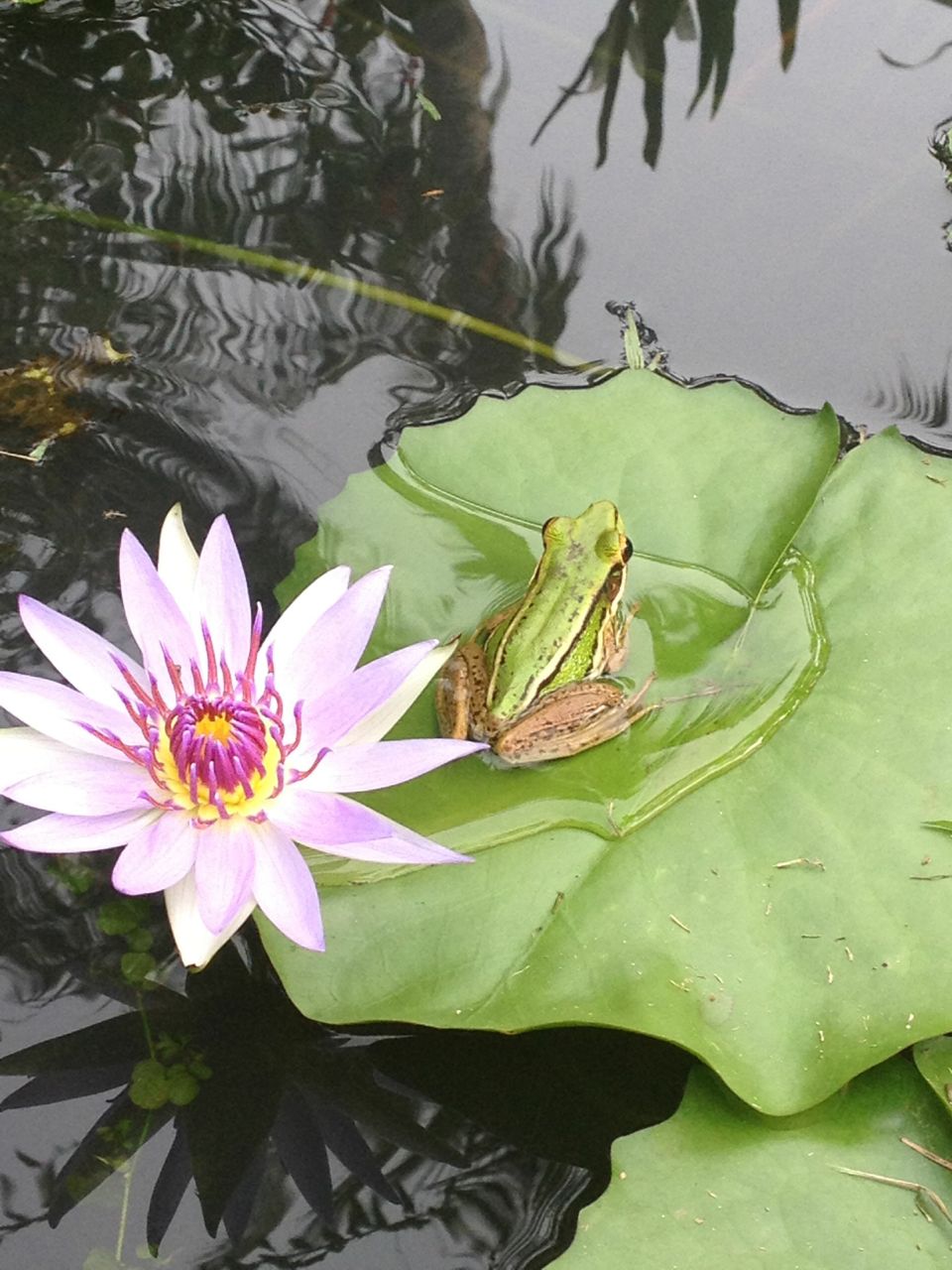 До превращения в прекрасную принцессу