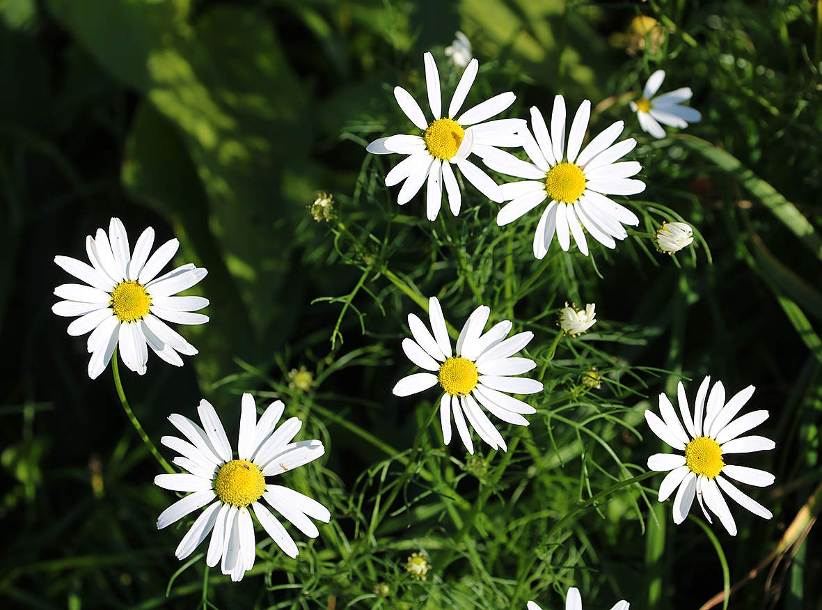 Сентябрь... всё ещё ромашки...