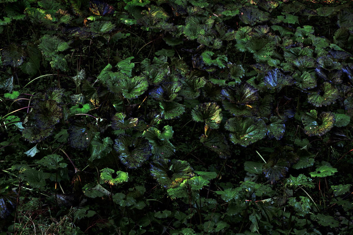 Лопухиада-6