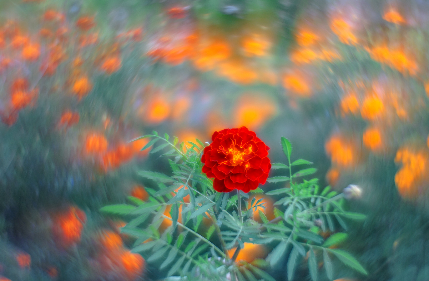 Дачные зарисовки