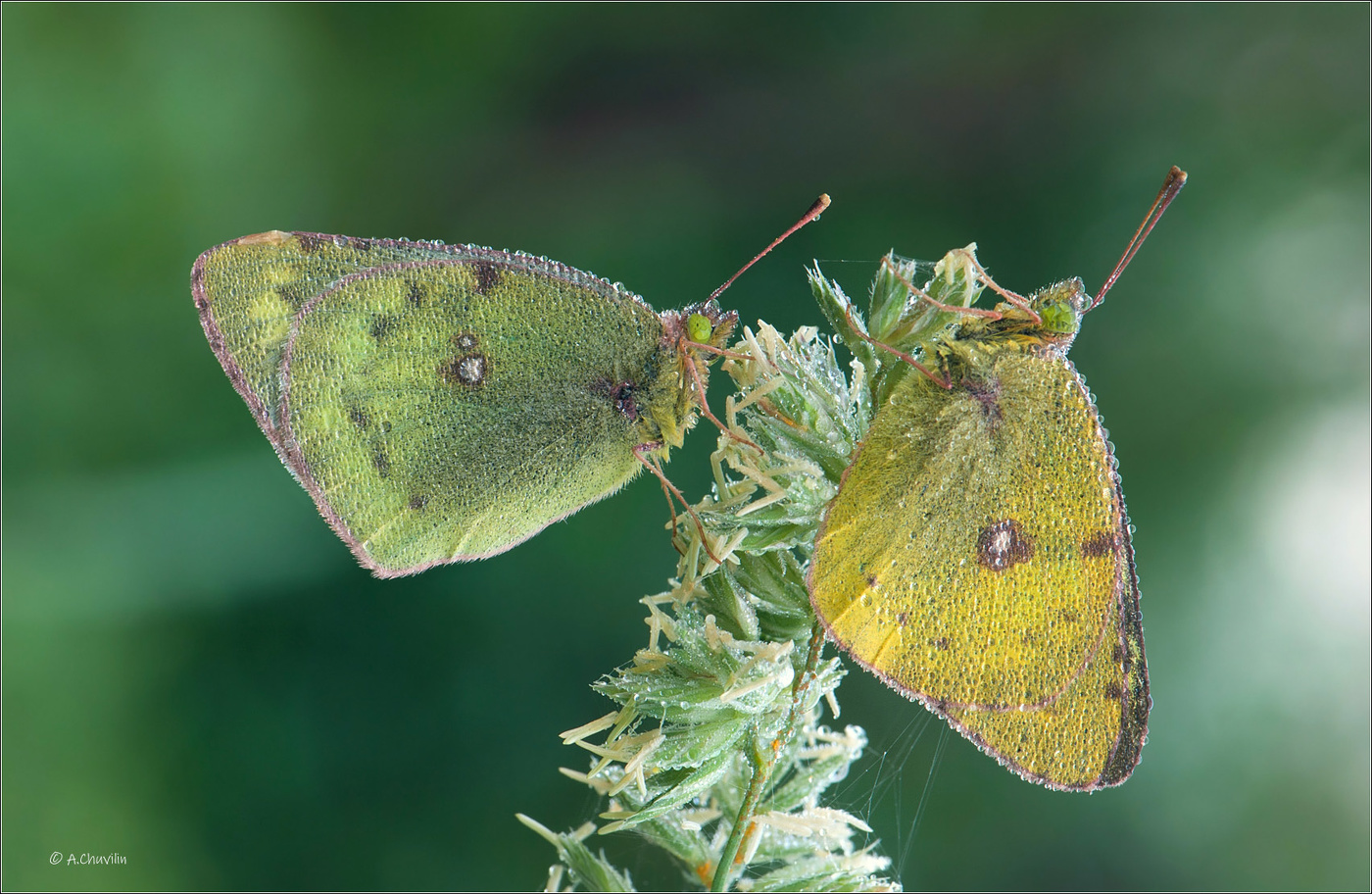 Утро желтушек