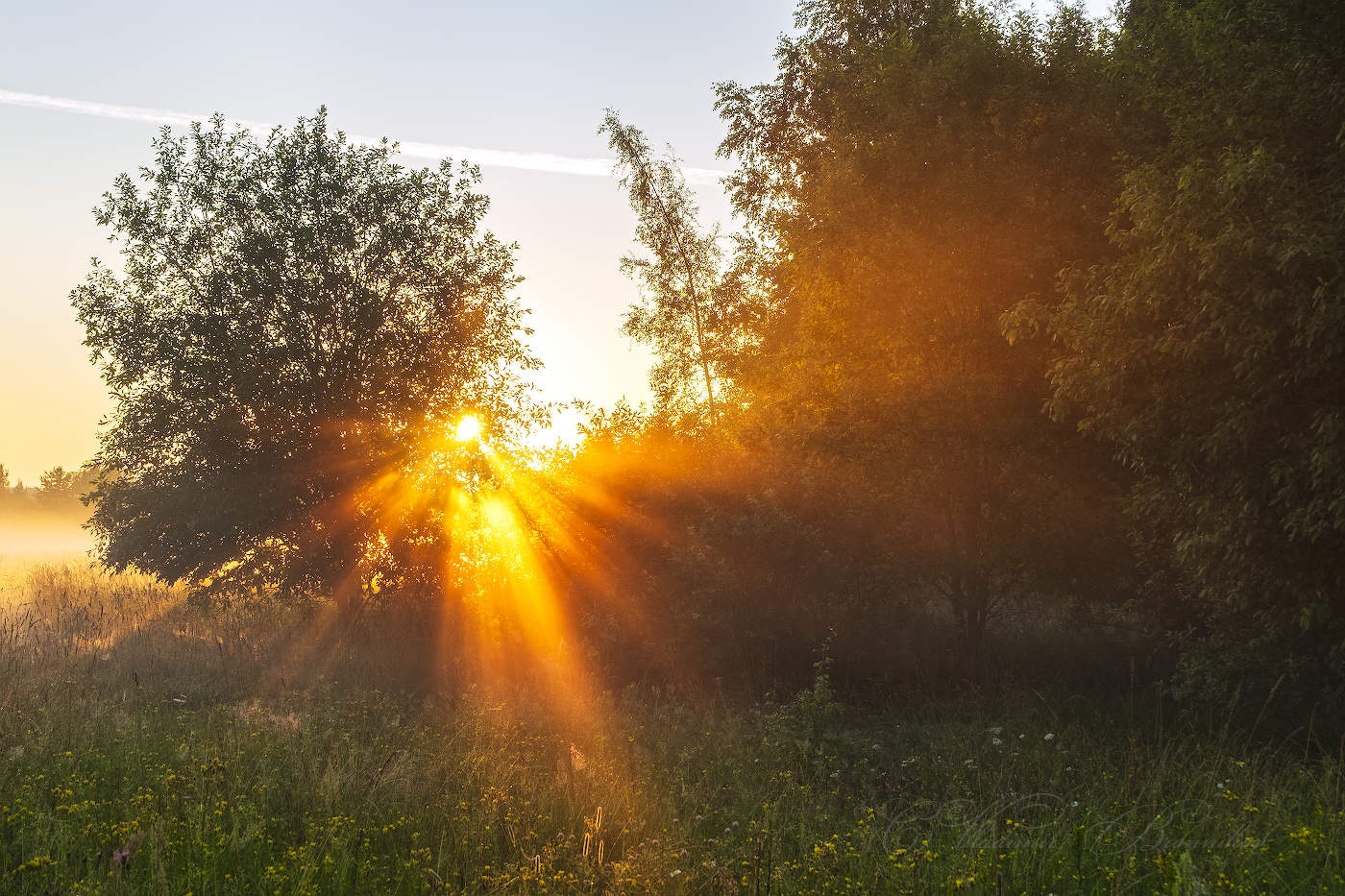 Утро в лесу
