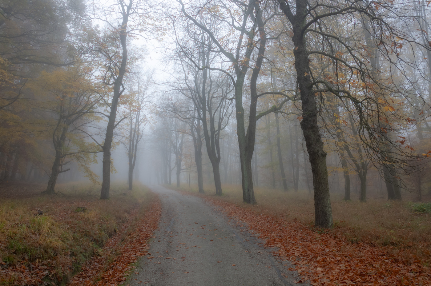 Осенний лес