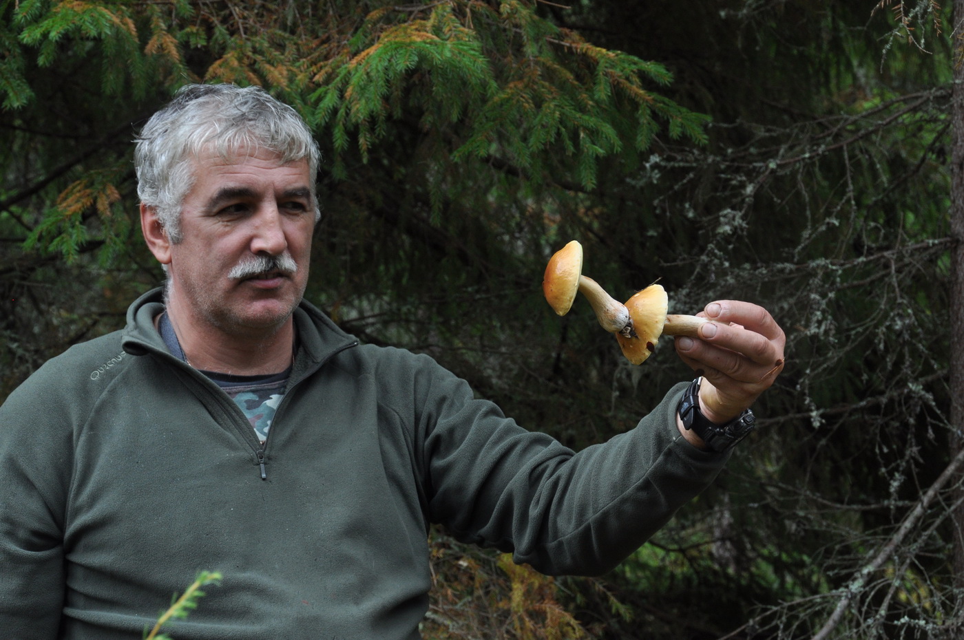 Чудо лесное.