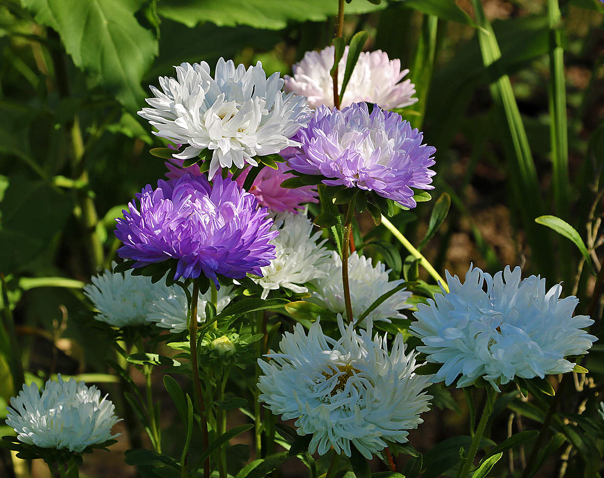 Семейка астр