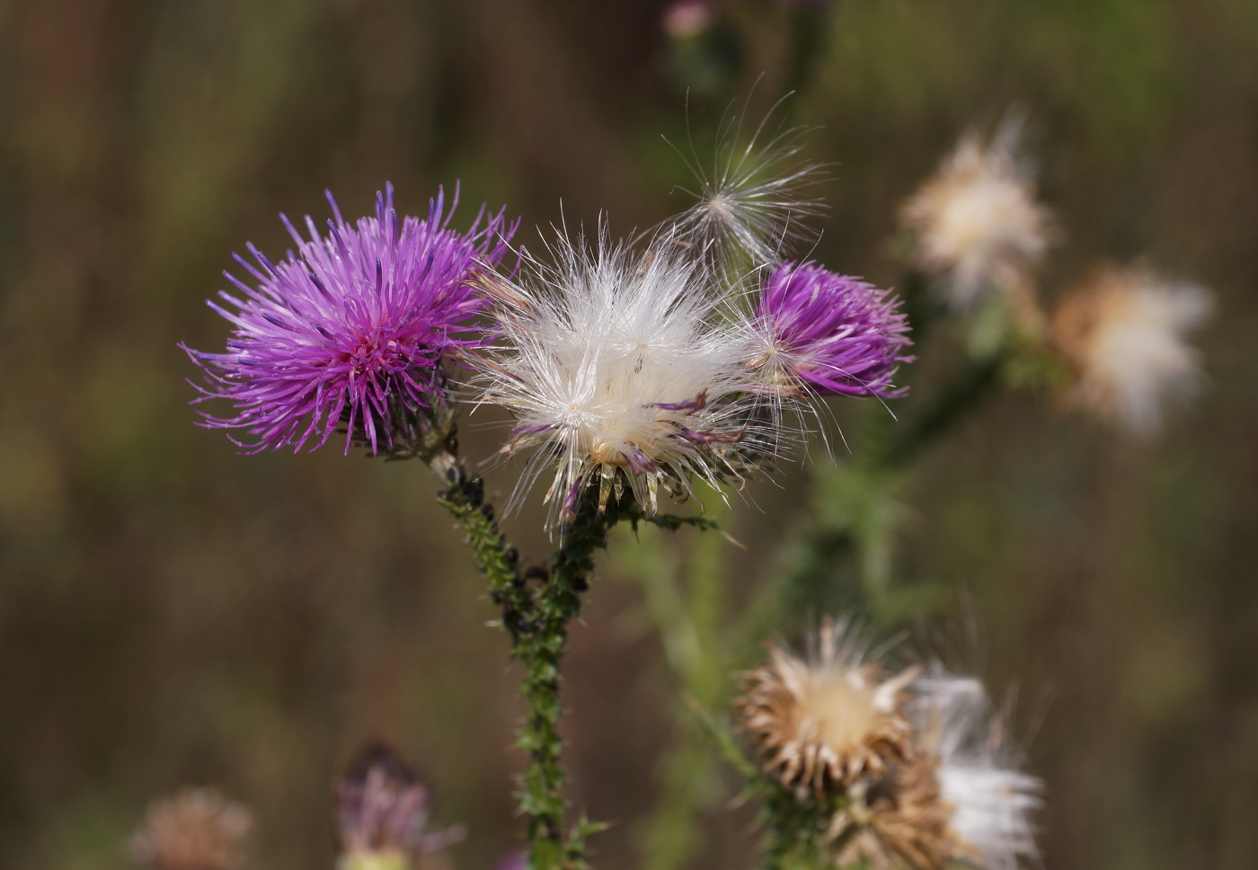 Кому и репей цветочек