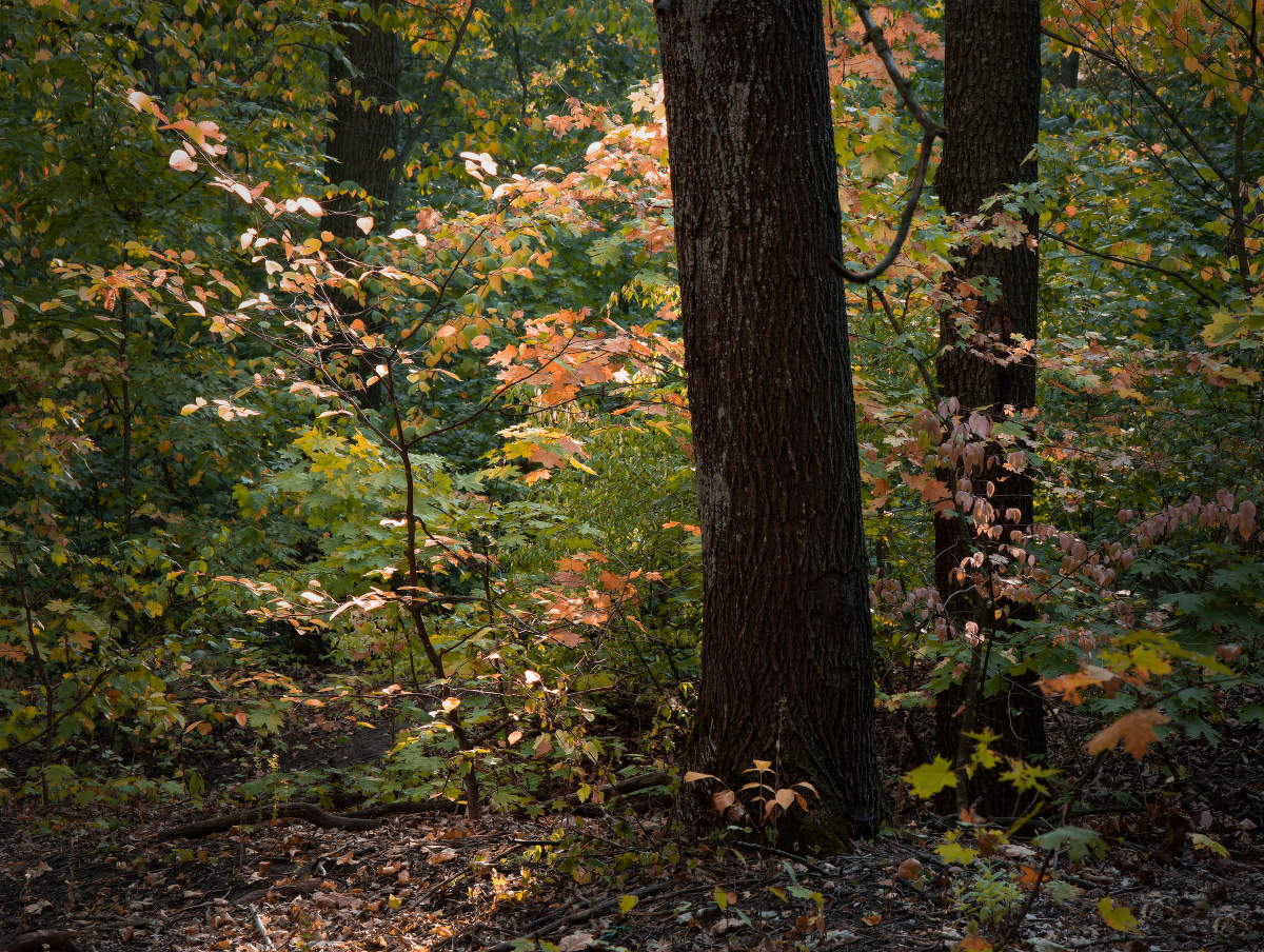"Засентябрило".