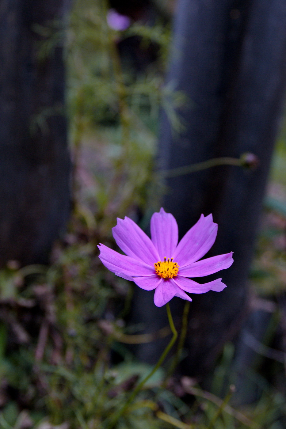Осенний цветок Эхинацеи.