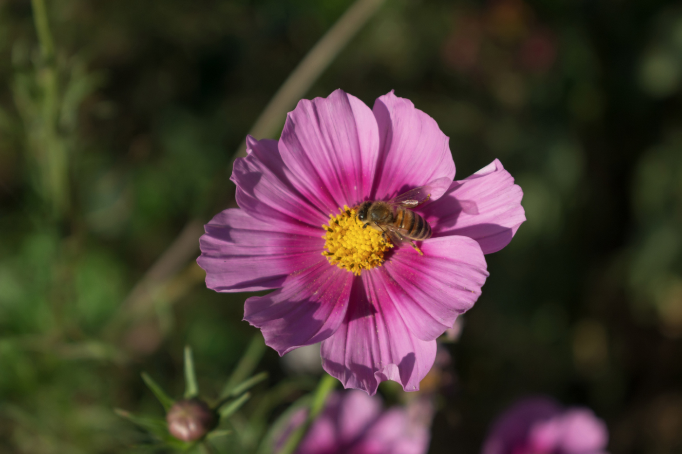 Осенние встречи.