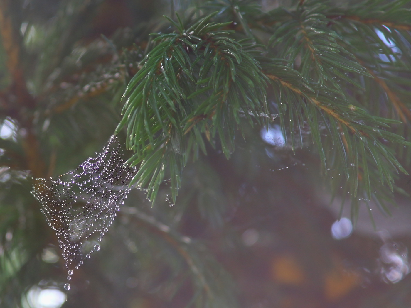 Царство паутин