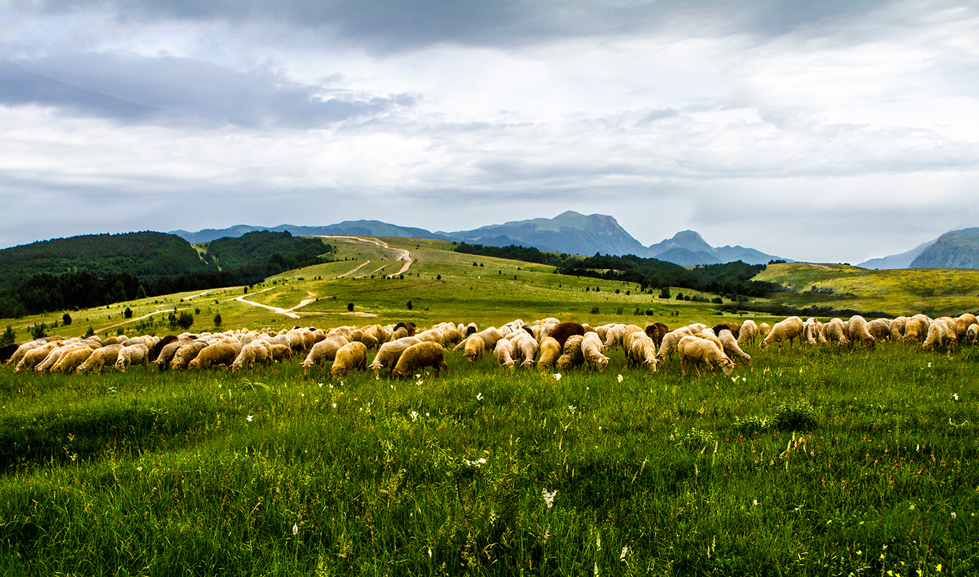 фронт наступления отары