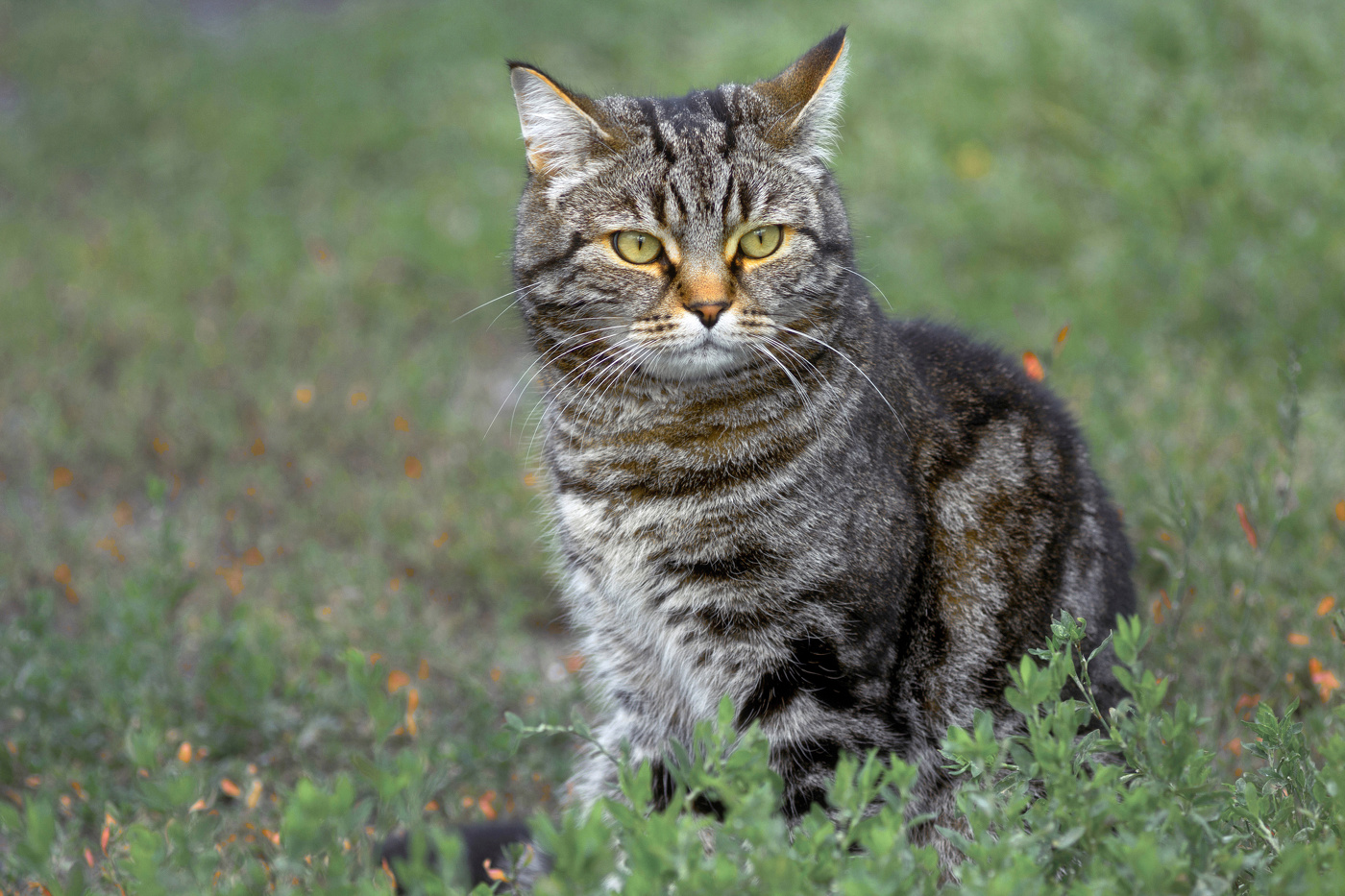 "В траве сидел..."
