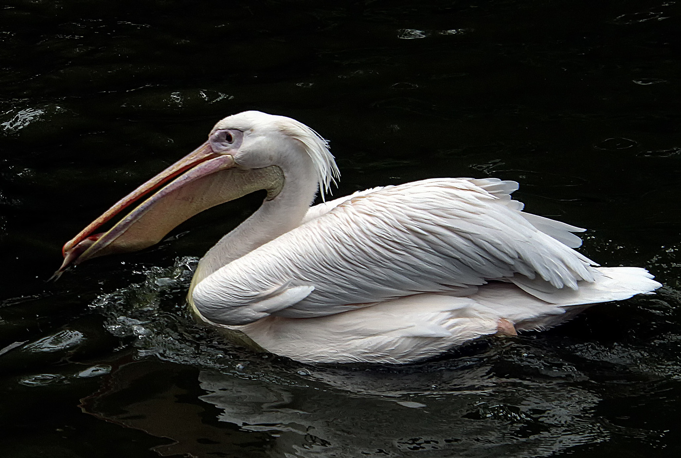 Пеликан с рыбкой