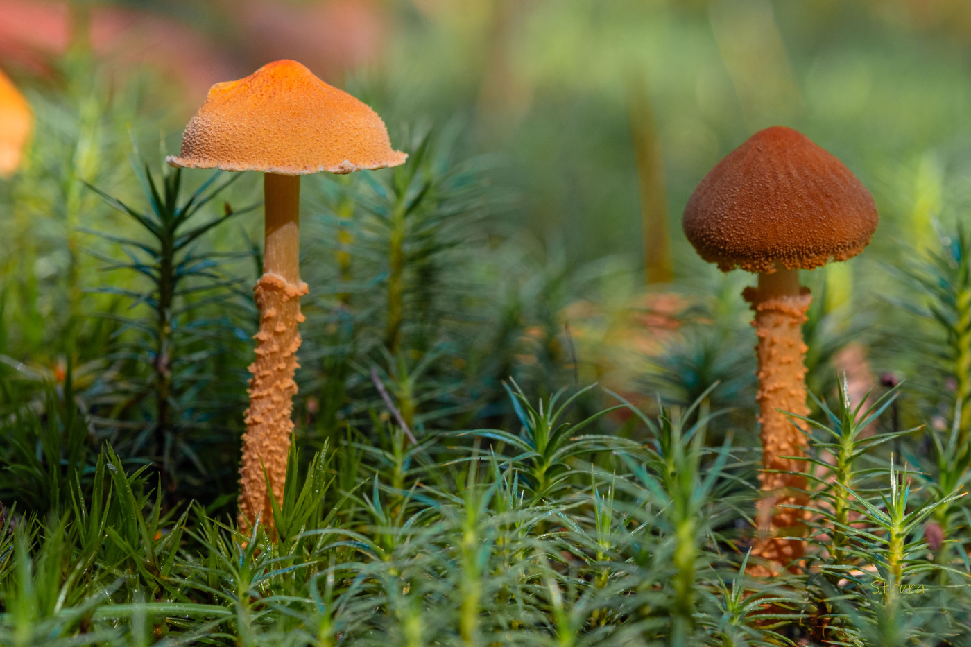 Странные грибы.