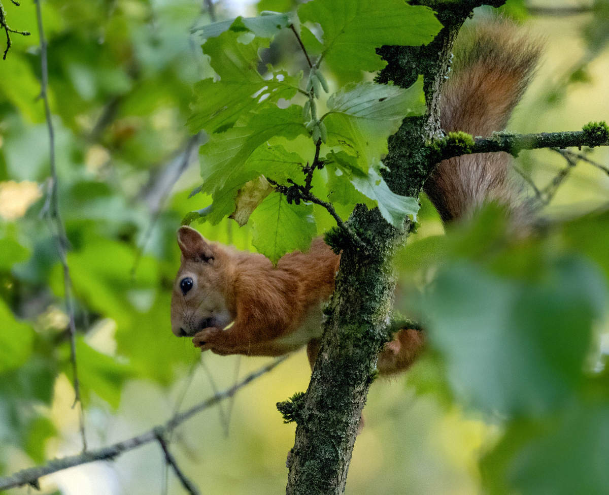 И орешки все грызет )