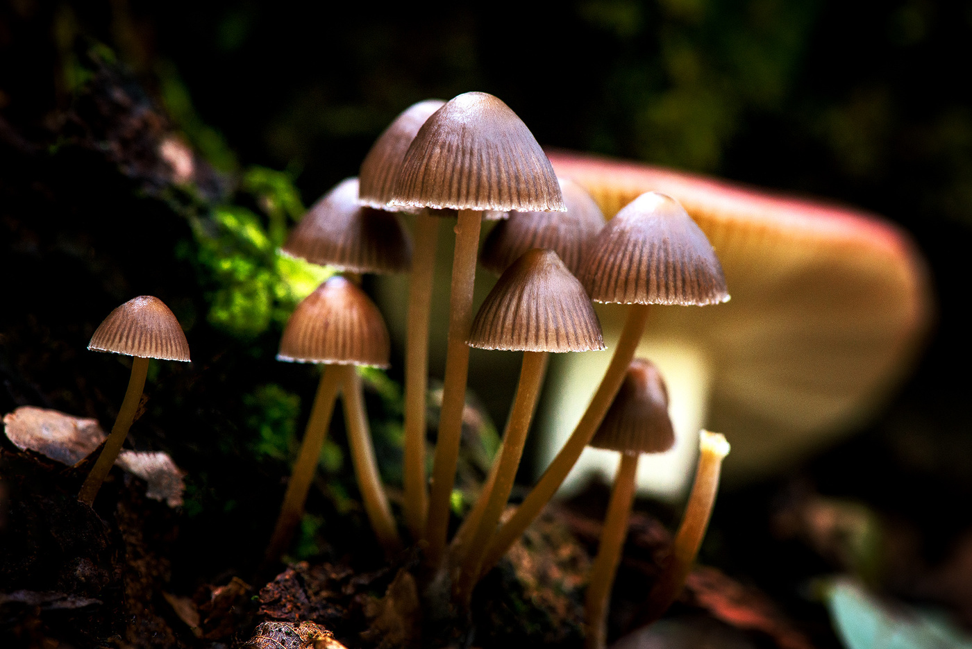 Ты не пробуй этот гриб, хоть красив его изгиб...