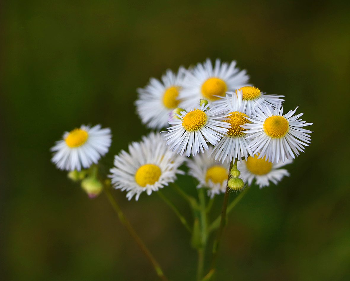 Ромашечки (мелколепестник)