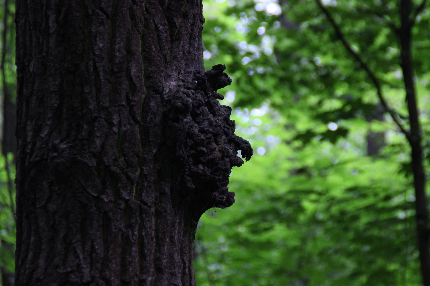 Кикимор болотная