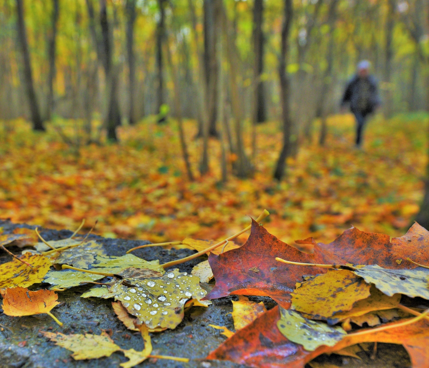 "Ступает осень тихою походкою ..."