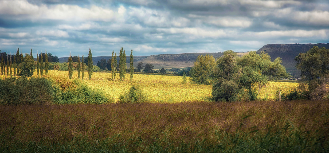 Поле за селом Николаевка