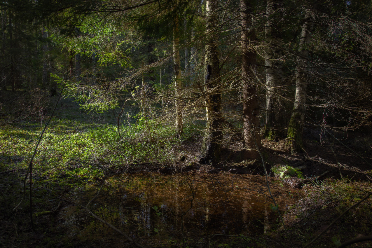 Лесные дебри просыпаются