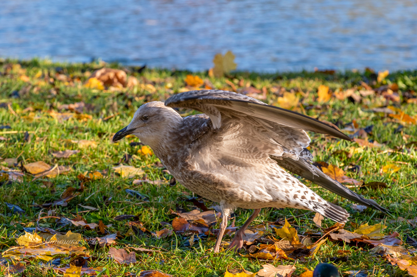 Гатчина осенью. Чайка морская, молодая.