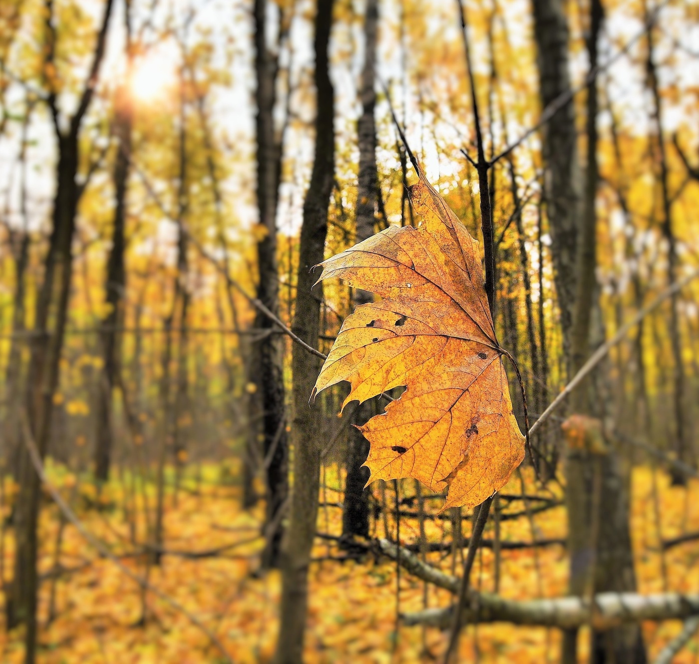 "Лист осенний рвался вниз, но на веточке повис ..."
