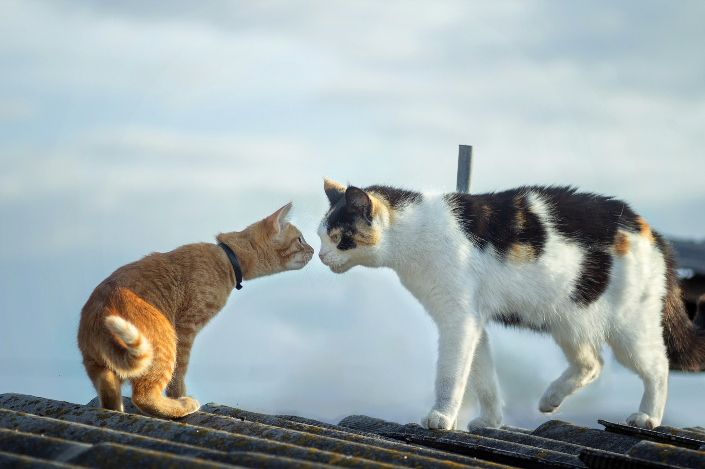 "Ты кто по жизни будешь?"