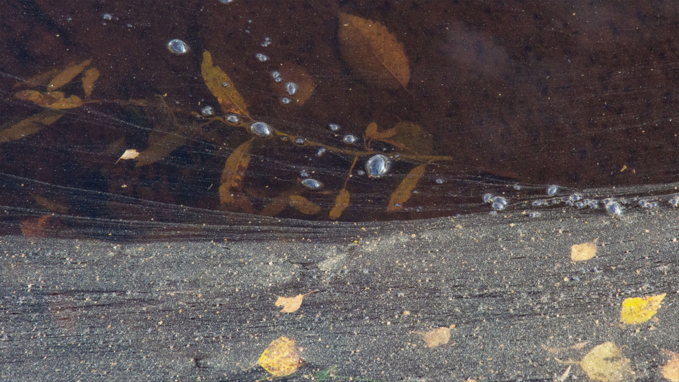 Жизнь вокруг