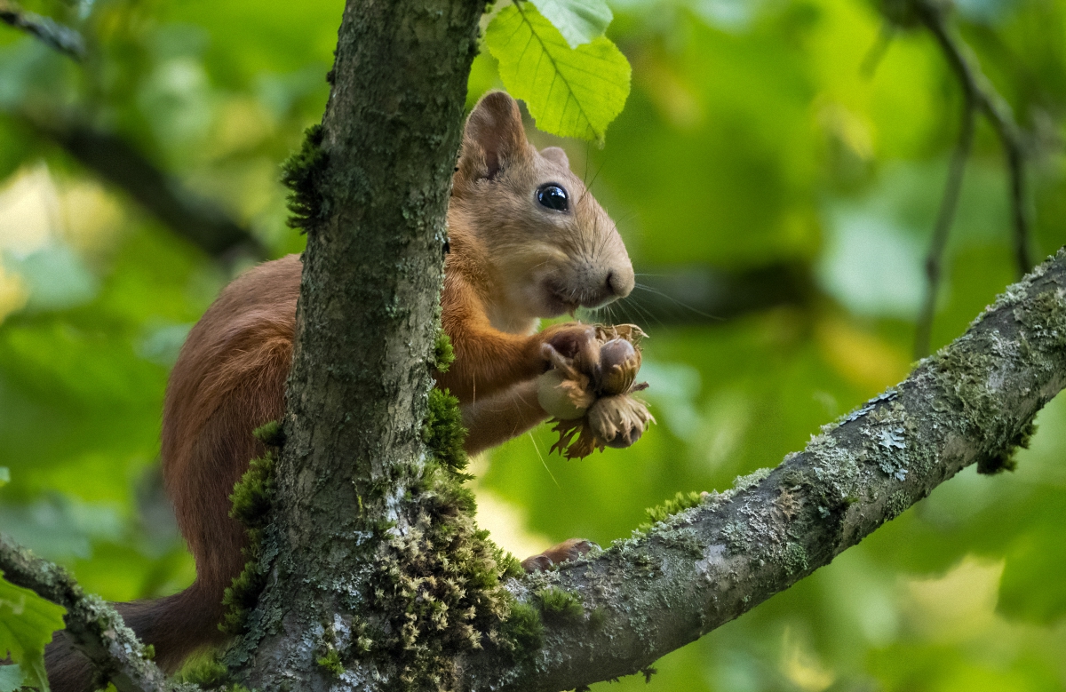 И орешки все грызет - 2