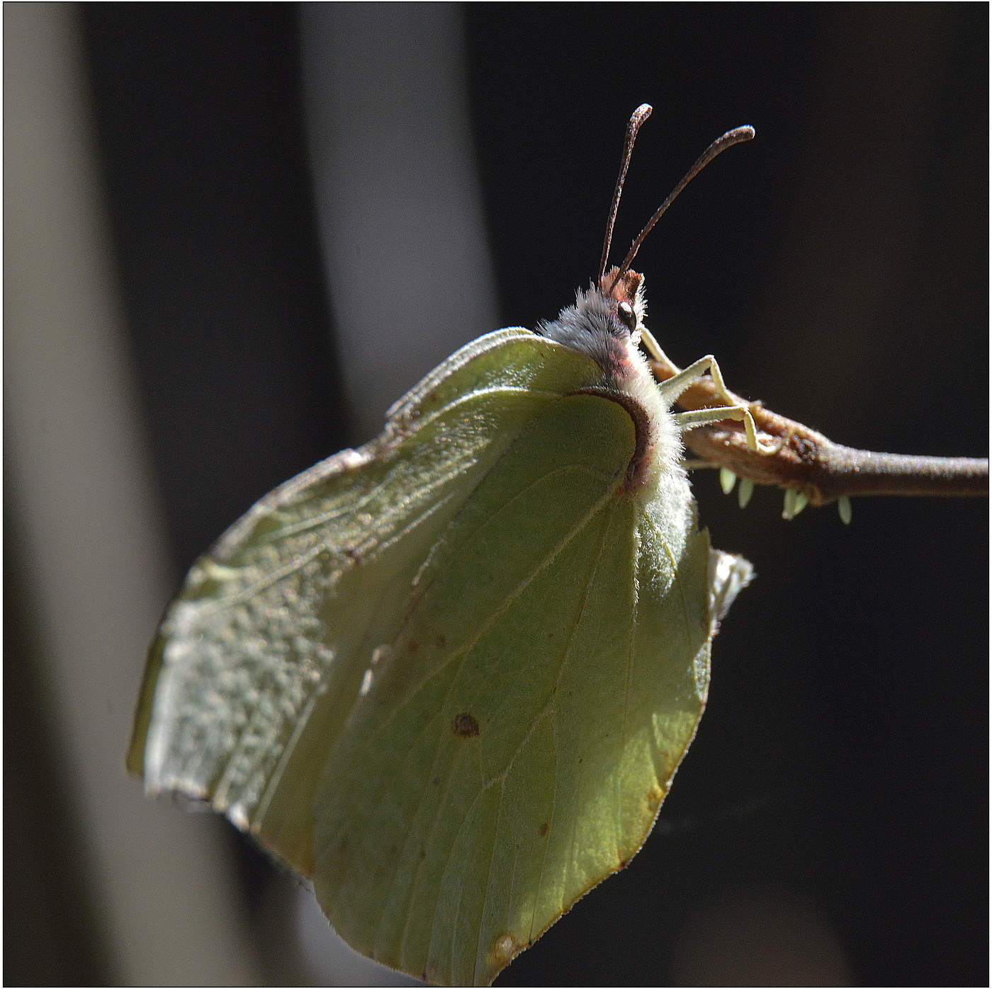 Будущие поколения.