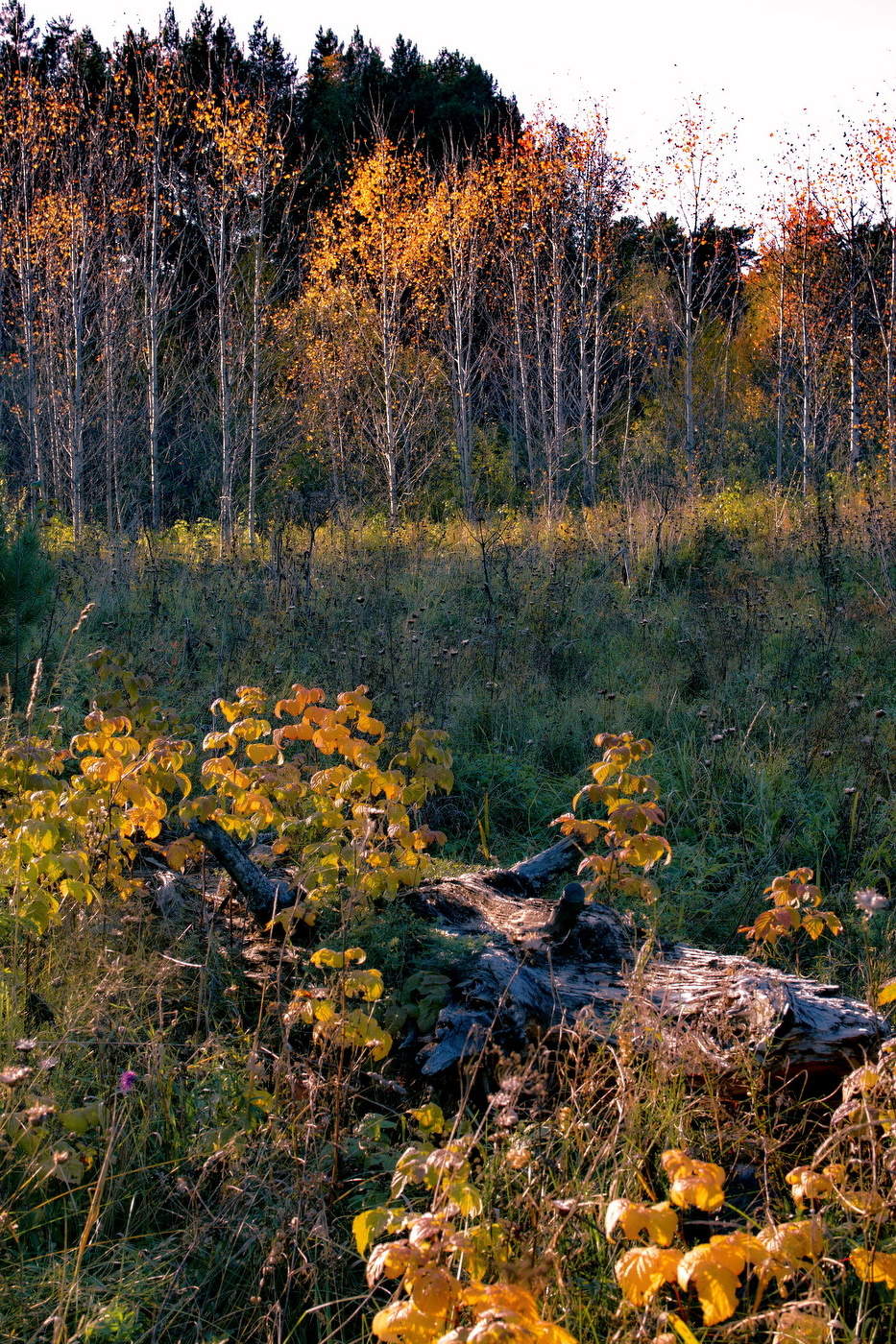 *Осенним вечером.**