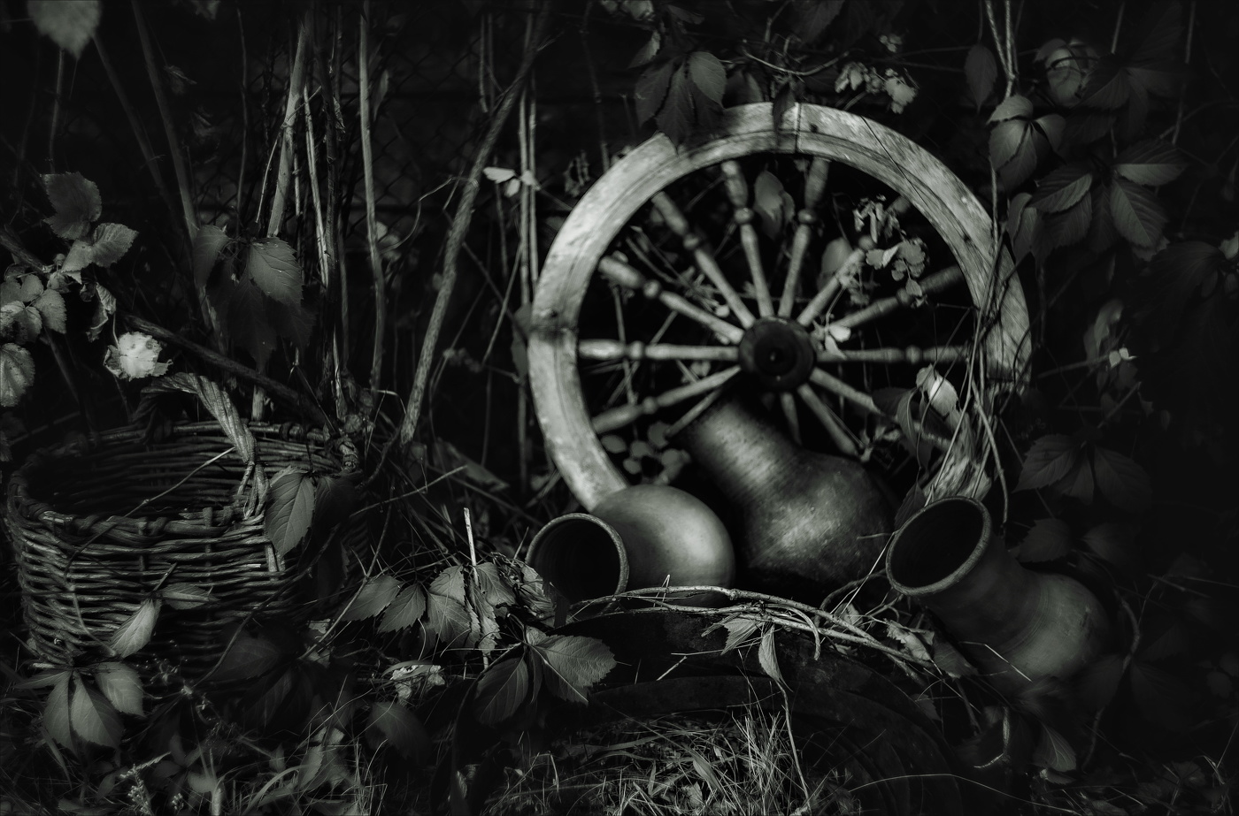 ДИКИЙ ВИНОГРАД