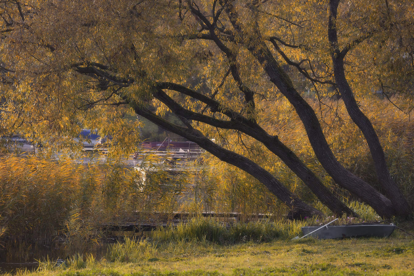 "Ах ива, ива, ивушка..."