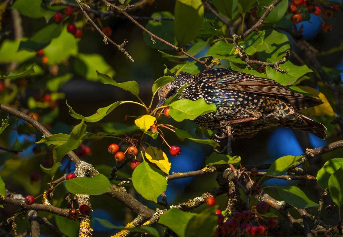 Скромный скворец )