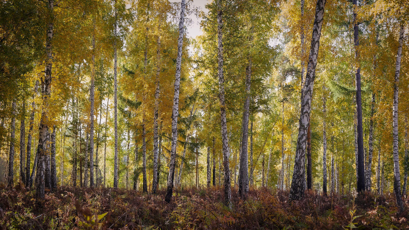 Осенняя березовая роща, где листья сверкают золотом.