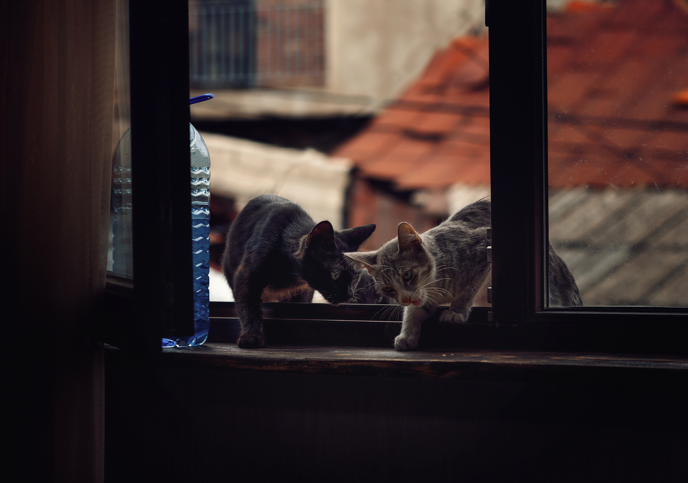 Коты, которые живут на крыше)