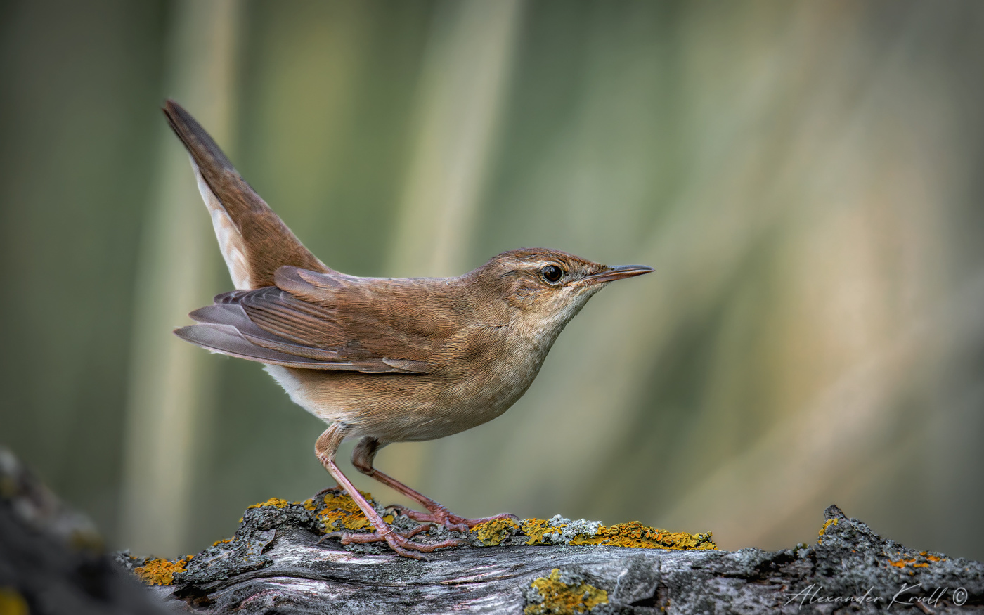 Я здесь живу!