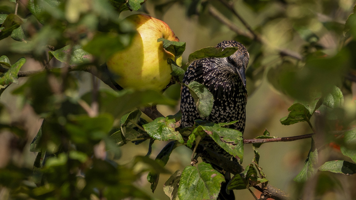 Искушение ...