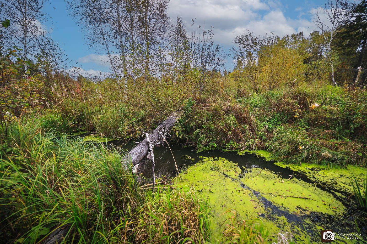 Осень в Борином Логу