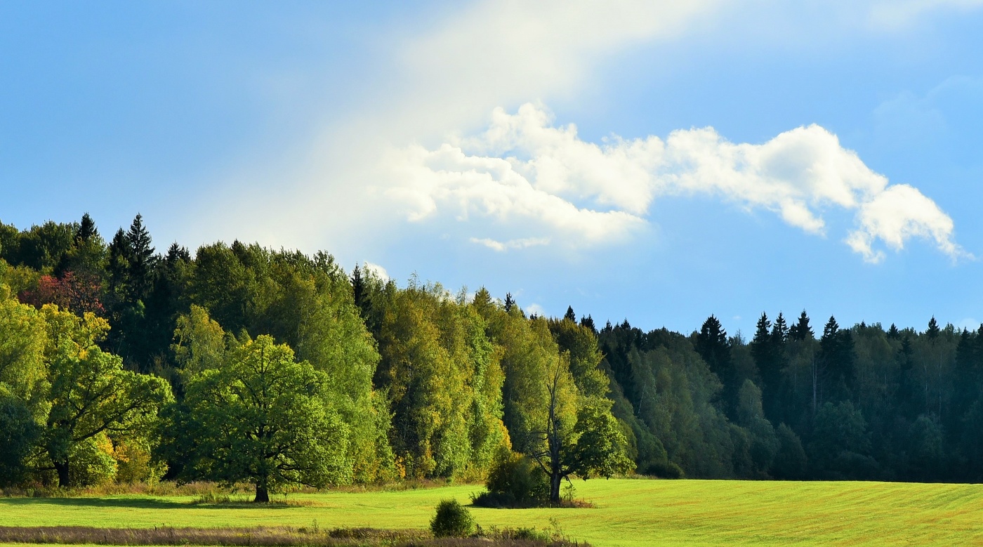 "Лесная опушка - творенье природы: поля конец и лесное начало..."