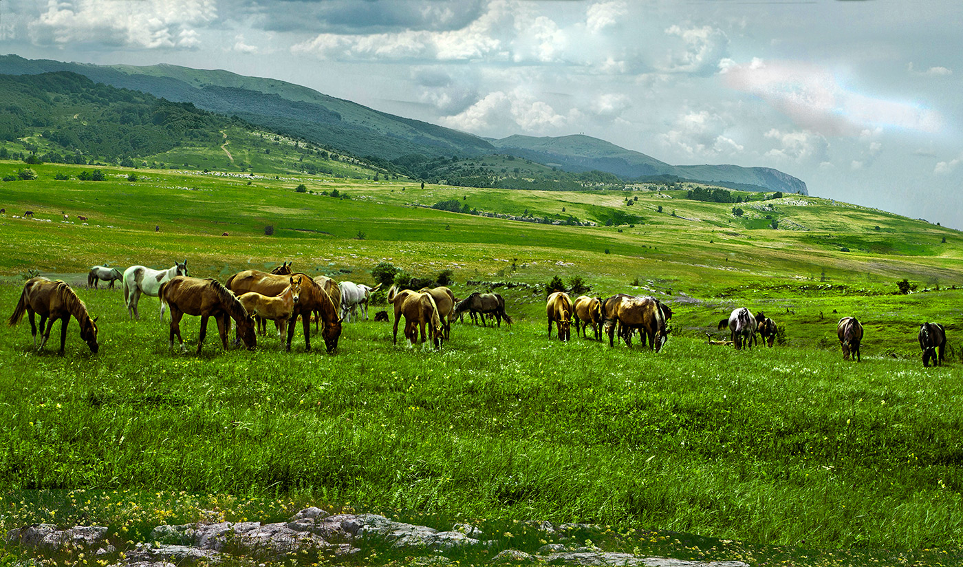 Флора и фауна высокогорья