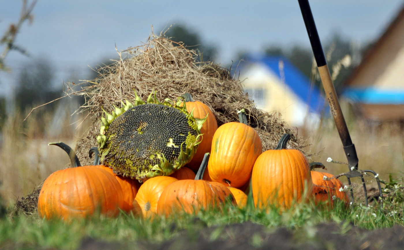 Дачная соната