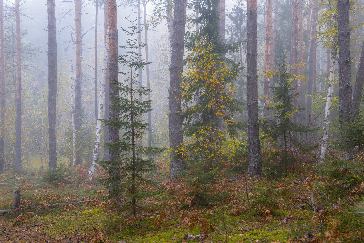 Туманное утро.