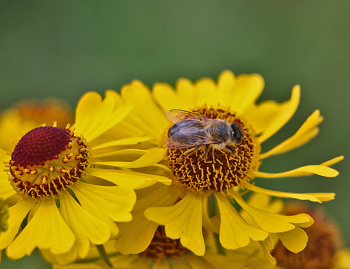 Трудяга на гелениуме