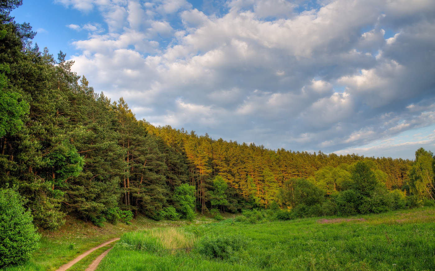 Про лес и небо