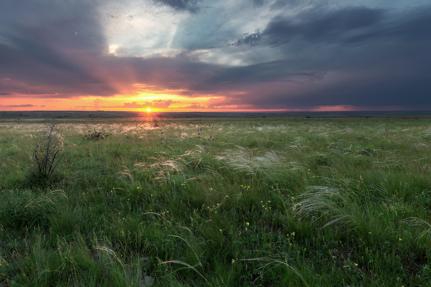 Степные картинки